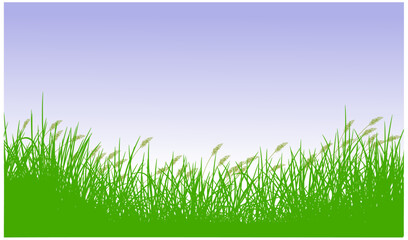 Fototapeta premium reeds grass silhouette background