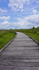 Wooden pathway through the wilderness