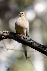 Mourning Dove adult perching on a tree branch. Santa Clara County, California, USA.