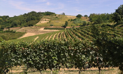 Fototapeta na wymiar Hügelige Landschaft des Piemont mit Weinstöcken und Obstbäumen