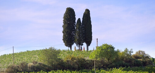 Drei Säulenzypressen auf einem Weinberg im Piemont - obrazy, fototapety, plakaty