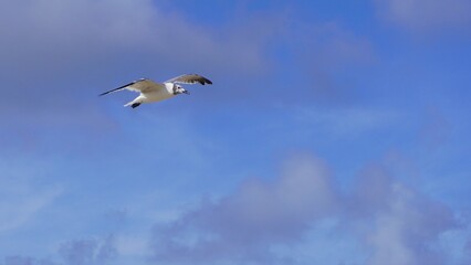 Seagulls flying through the air