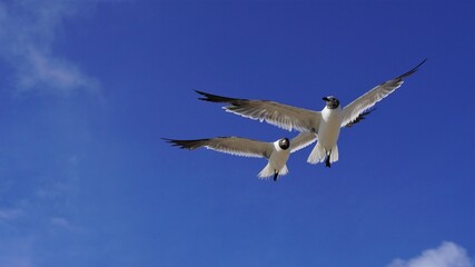 Seagulls flying through the air