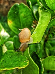 a snail clinging to a green leaf in the morning