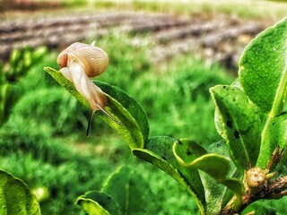 a snail clinging to a green leaf in the morning