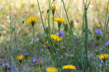 close up of bright yellow dandelions growing