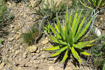 maguey in the middle of the semi-desert - Powered by Adobe