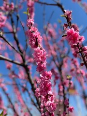 pink cherry blossom