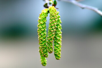 Tokyo, Japan - March 16, 2022: Flowers of Firma Alder or Asian Alder or Japanese Green Alder or Alnus firma in spring
