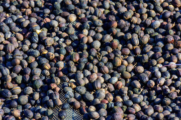Coffee beans berries drying are naturally processed by the sun. Honey process coffee beans dry in the north of Thailand