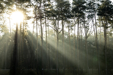 Fototapeta las, złota godzina, poranek, wschód słońca, wiosna, promienie, promienisty obraz