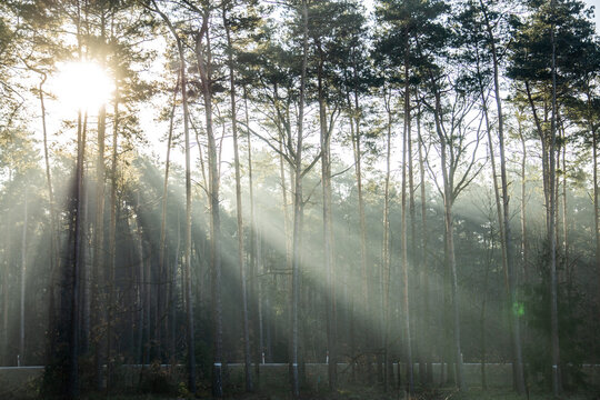 Fototapeta las, złota godzina, poranek, wschód słońca, wiosna, promienie, promienisty