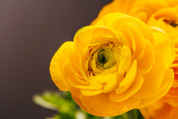 Beautiful opening of yellow ranunculus flower. Time lapse. Closeup. Holiday, Easter, summer,...