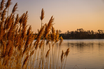 trzcina, jezioro, zachód słońca