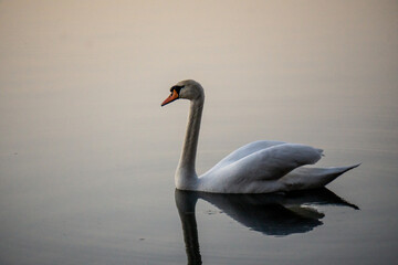 łabędź niemy, zachód słońca © Kornel