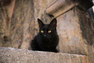 Beautiful black cat with yellow eyes