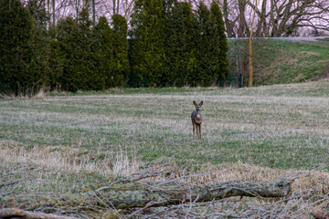 a deer on a harvested field looking ahead 