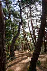 福井県気比の松原散歩道