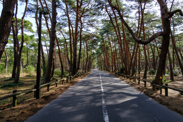 福井県気比の松原散歩道