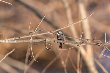 Yellow Rumped Warbler sitting on a branch with blurred background