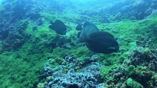 A pair of French angelfish swimming during a scuba dive in Fernando de Noronha, Brazil