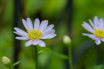 夏の庭のピンクのキレイなキクの花
