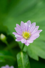 夏の庭のピンクのキレイなキクの花
