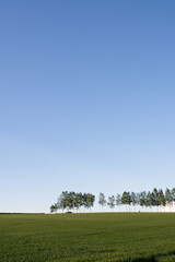 緑のムギ畑とシラカバ並木　美瑛町
