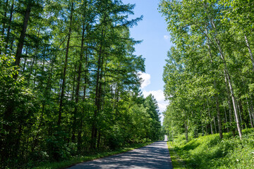 夏の林を抜ける山道
