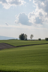 初夏の緑のムギ畑

