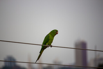 green parrot