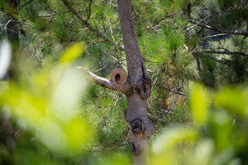 Rufous hornero abandoned nest