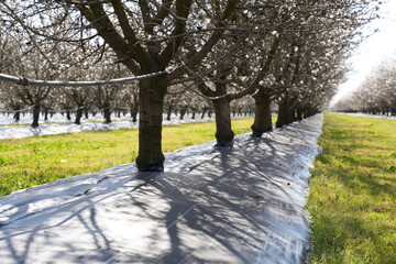 Weed control with plastic mulch in organic almond production