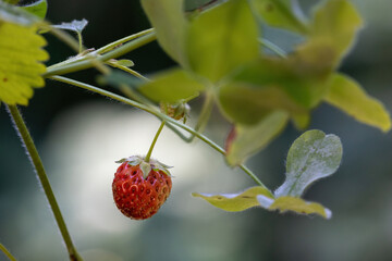 young wild strawberry plant with first red fruit
