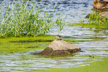 Wloclawek, Poland - August 11, 2021. Common sandpiper standing on the stone in Vistula river