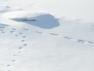 Fototapeta na wymiar 雪の上の野生動物の足跡