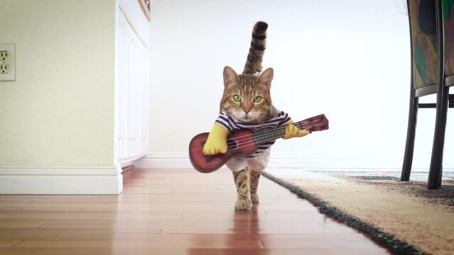 4K funny Bengal cat dressed up in costume with a guitar walking around the house 