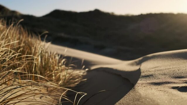 Sandy Beach With Grasses Blowing In Wind
