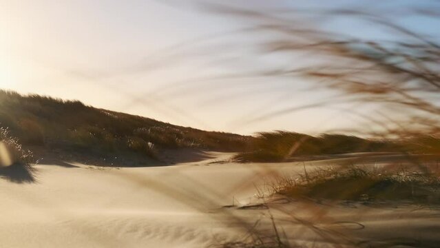 Sandy Beach With Grasses Blowing In Wind Under Sunny Sky