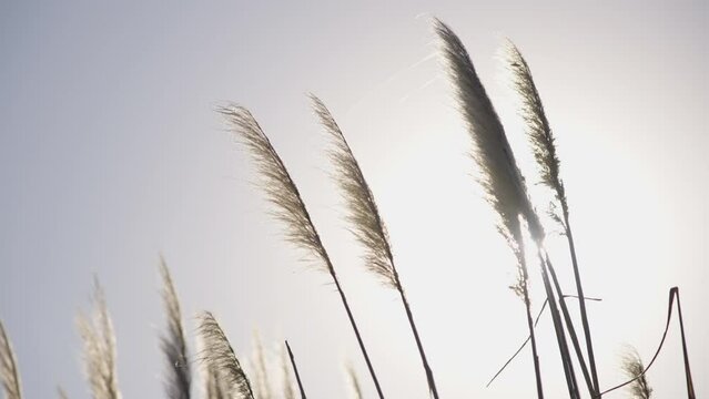 Backlighting of pampa grass closeup