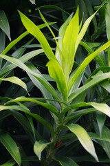 Pleomele angustifolia (Suji, suji hijau, Dracaena angustifoliae) leaves. The leaves are used to make green food coloring. Also used traditionally as medicine for several different ailments