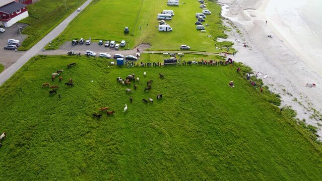 Aerial view around horses grazing at the Hov farm in Gimsoy, Lofoten, Norway - orbit, drone shot