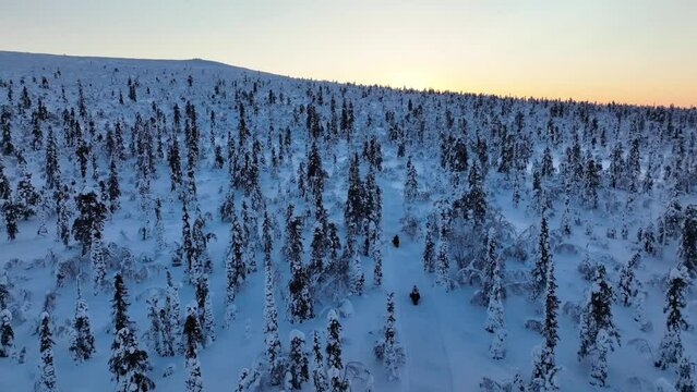 Aerial drone view tracking ski-doo speeding through snowy mountain forest, winter sunset in Lapland