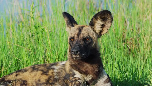 Endangered African Wild Dog Looking At Camera In Khwai, Botswana, South Africa. - close up