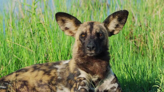 Endangered African Painted Dog With Outsized Ears Lying In The Grass At Summer. - close up
