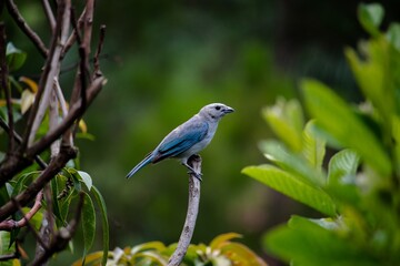 Fototapeta premium blue bird on a branch