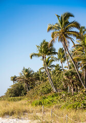 Naklejka premium Palm trees on the beach in Naples, South Florida