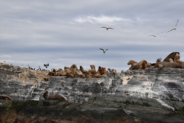 Vuelo de albatros y lobos marinos posando sobre isla del canal de Beagle