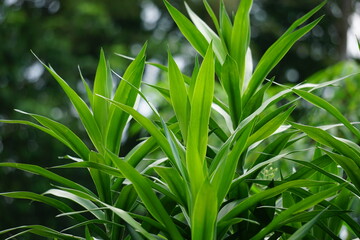 Fototapeta premium Pleomele angustifolia (Suji, suji hijau, Dracaena angustifoliae) leaves. The leaves are used to make green food coloring. Also used traditionally as medicine for several different ailments