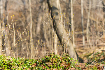 Spring early bloom, nature rising and blooming, waking up theme, nature texture background, new beginning idea